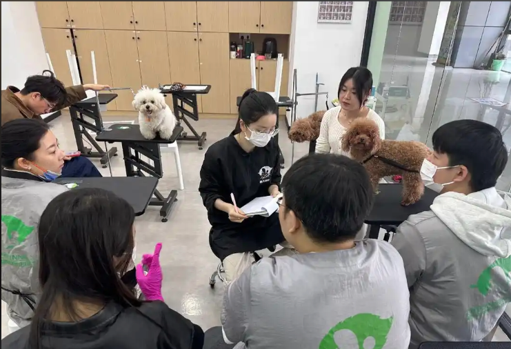 崇左市宠物美容学习宠物美容培训学校 - 厂家